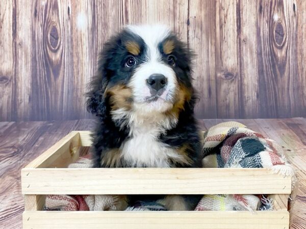 Bernese Mountain Dog DOG Male Black Tri 16359 Petland Fairfield, Ohio