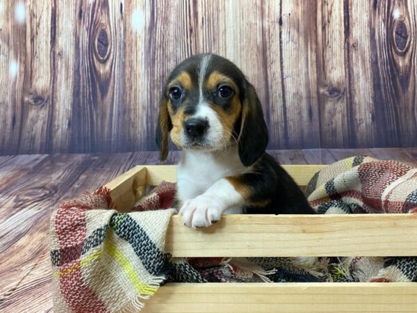 Beagle DOG Female Black Tan / White 16358 Petland Fairfield, Ohio