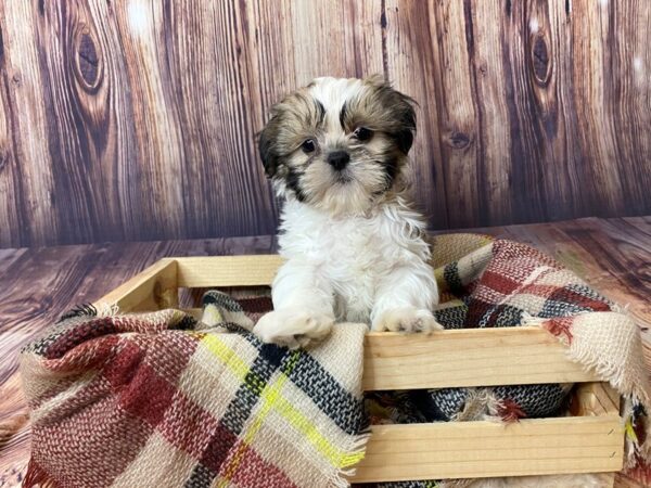 Shih Tzu DOG Male Gold / White 16357 Petland Fairfield, Ohio