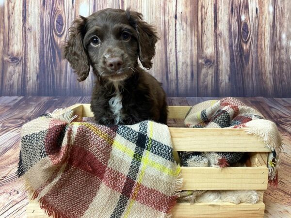 Cock A Poo-DOG-Male-Chocolate-16356-Petland Fairfield, Ohio