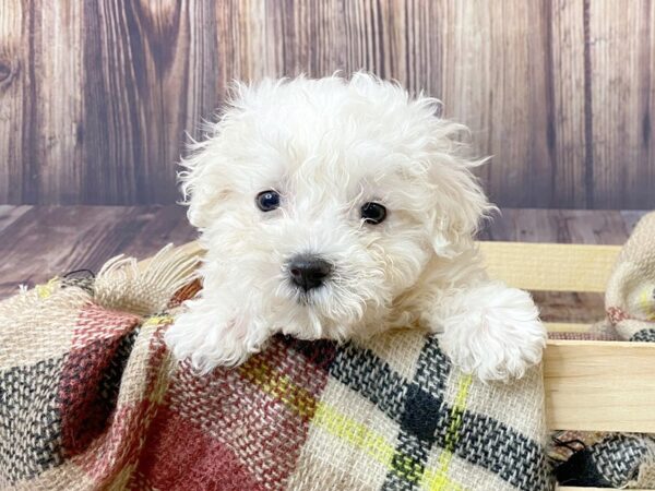 Maltese DOG Male White 16353 Petland Fairfield, Ohio