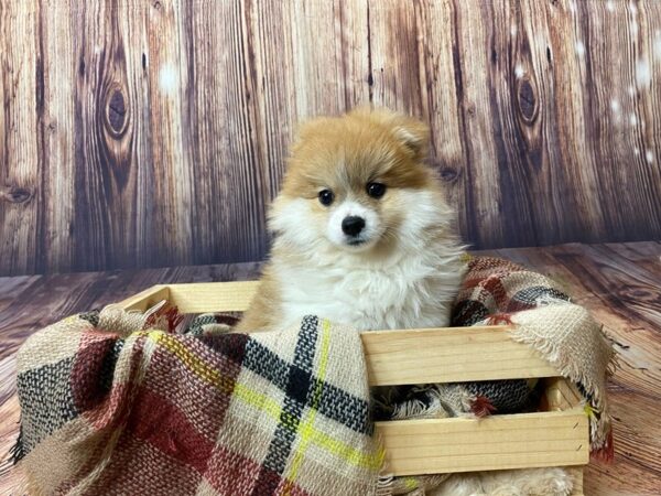 Pomeranian DOG Female Orange Sable 16352 Petland Fairfield, Ohio