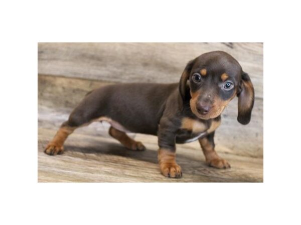 Dachshund DOG Female Chocolate / Tan 16381 Petland Fairfield, Ohio