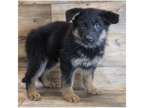 German Shepherd Dog DOG Female Black / Tan 16370 Petland Fairfield, Ohio