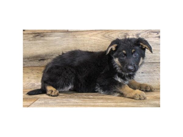 German Shepherd Dog DOG Male Black / Tan 16369 Petland Fairfield, Ohio