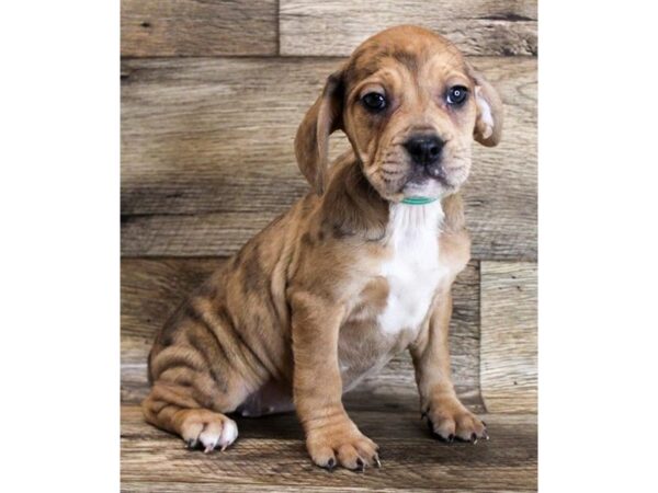 French Bulldog/Beagle-DOG-Female-Red Merle-16368-Petland Fairfield, Ohio