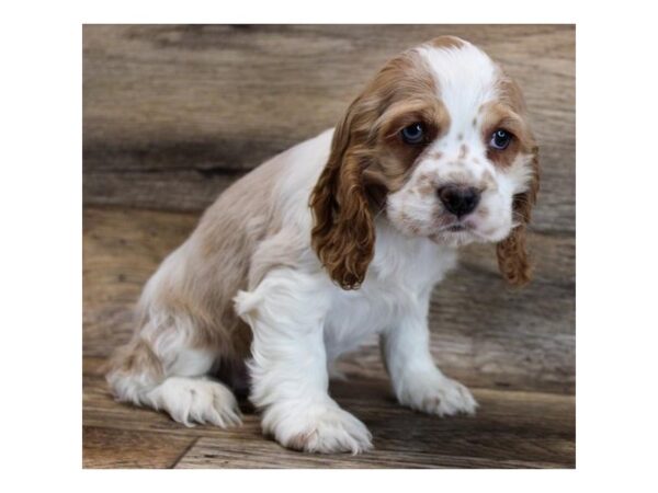 Cocker Spaniel DOG Female Buff / White 16380 Petland Fairfield, Ohio