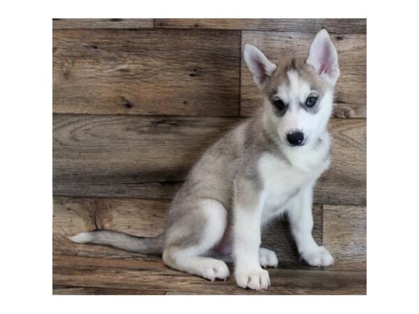 Siberian Husky DOG Male Agouti / White 16382 Petland Fairfield, Ohio