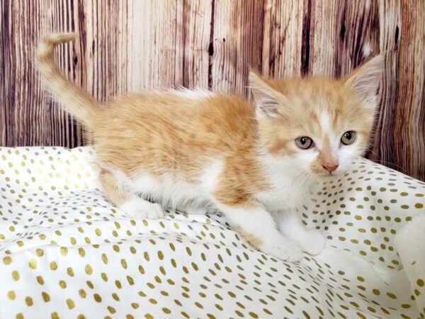 Domestic Short Hair-CAT-Female-Orange Tabby-16384-Petland Fairfield, Ohio