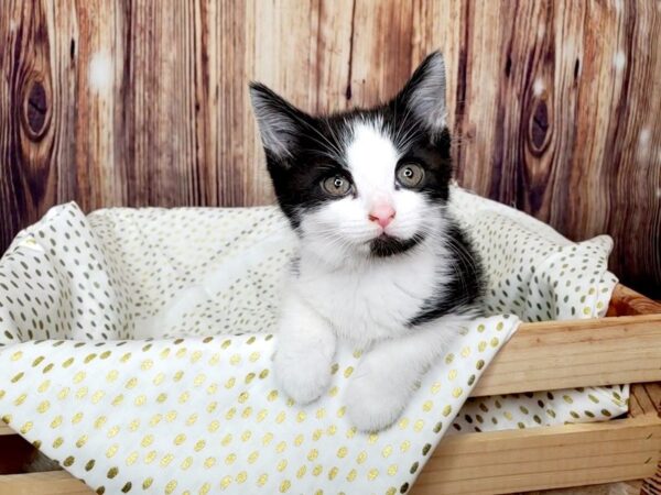 Domestic Short Hair-CAT-Male-Tuxedo-16383-Petland Fairfield, Ohio