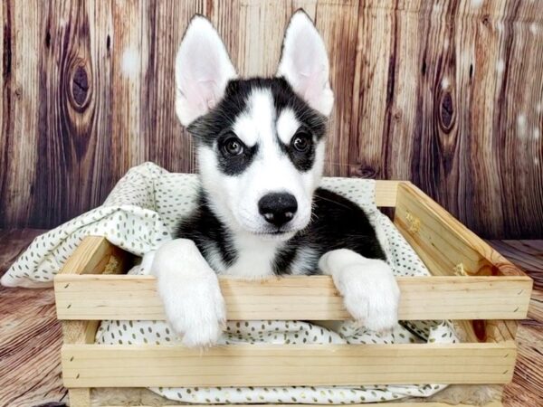 Siberian Husky DOG Female Black / White 16371 Petland Fairfield, Ohio