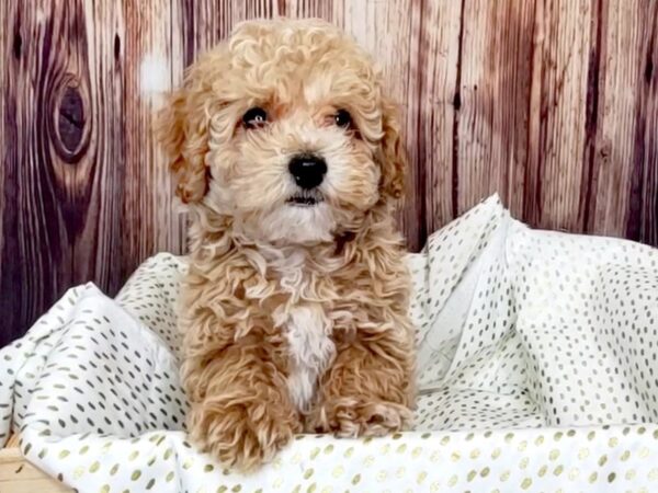 Bichapoo DOG Male Apricot 16340 Petland Fairfield, Ohio