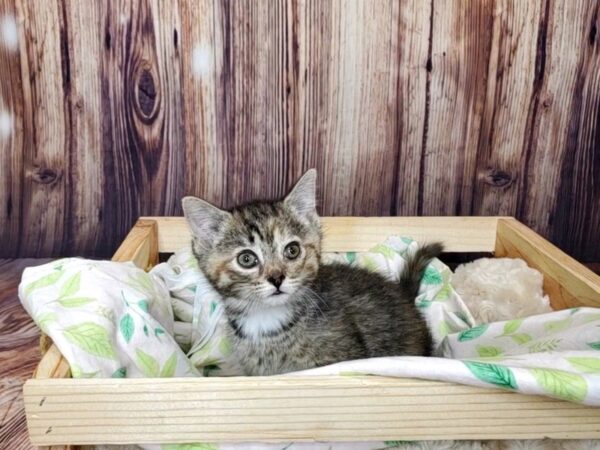 Domestic Short Hair-CAT-Female-Tiger-16385-Petland Fairfield, Ohio