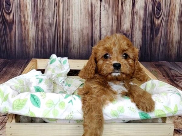 Cavapoo DOG Female Red 16394 Petland Fairfield, Ohio