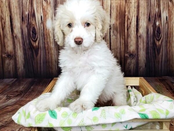 F2 MINI GOLDENDOODLE DOG Male CREAM & WHITE 16393 Petland Fairfield, Ohio