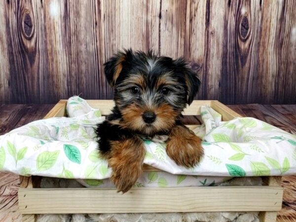 Yorkshire Terrier DOG Male Black / Tan 16391 Petland Fairfield, Ohio