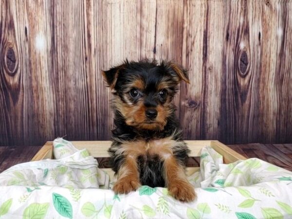 Yorkshire Terrier DOG Female Black / Tan 16389 Petland Fairfield, Ohio