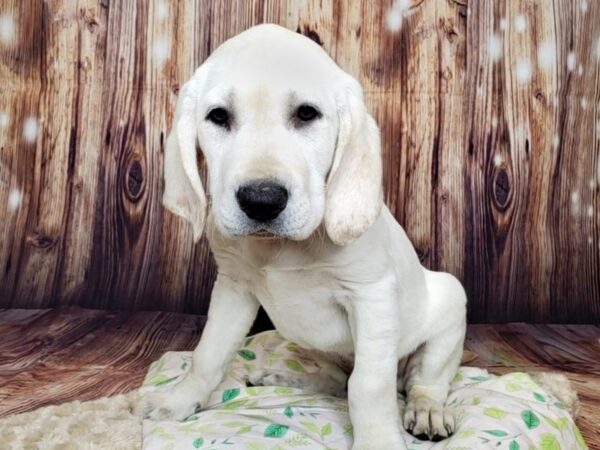 Labrador Retriever DOG Male Yellow 16388 Petland Fairfield, Ohio