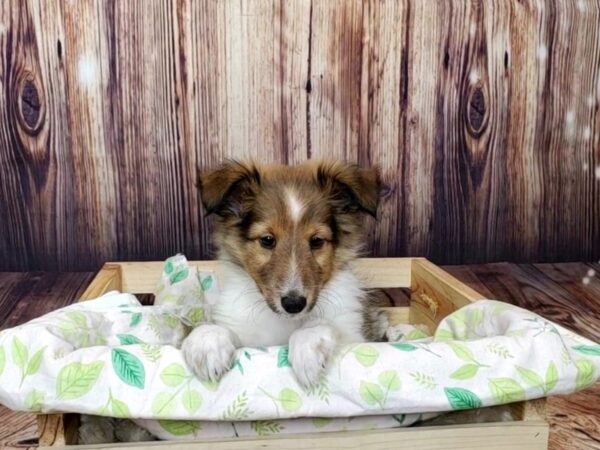 Shetland Sheepdog DOG Male Sable / White 16387 Petland Fairfield, Ohio