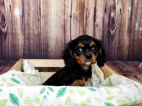 Cavalier King Charles Spaniel DOG Female Black / Tan 16386 Petland Fairfield, Ohio