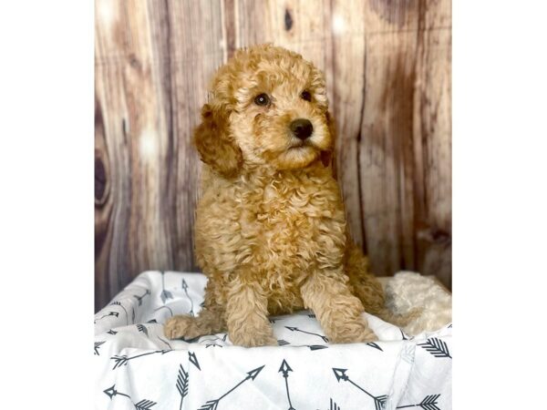 F1B Goldendoodle-DOG-Female-Golden-16412-Petland Fairfield, Ohio