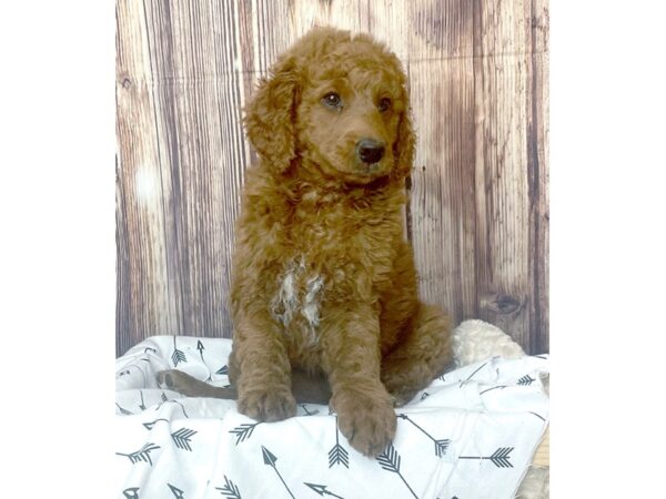 F1B Goldendoodle-DOG-Male-Dark Red-16411-Petland Fairfield, Ohio