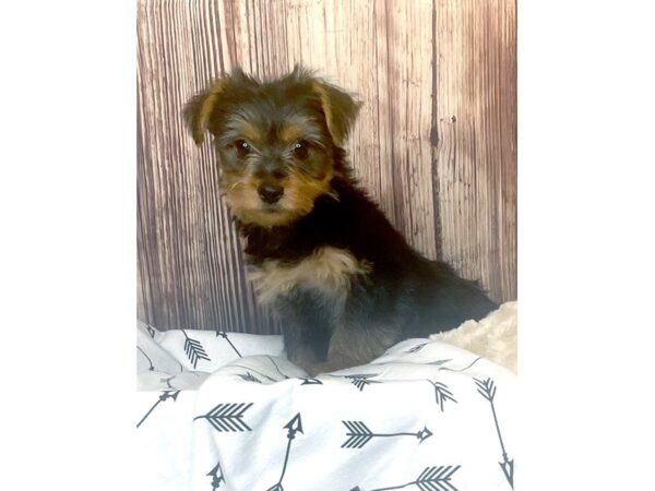 Yorkshire Terrier DOG Male Black and Tan 16410 Petland Fairfield, Ohio