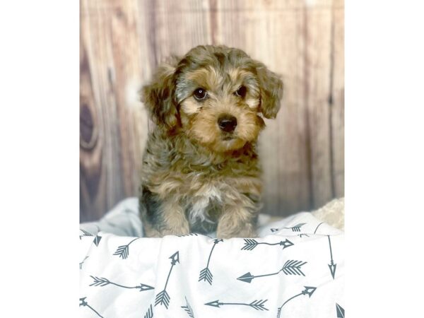 Yorkipoo-DOG-Female-Blue Merle-16409-Petland Fairfield, Ohio