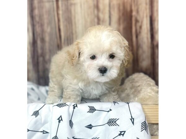 Malti Poo-DOG-Female-CREAM & WHITE-16407-Petland Fairfield, Ohio