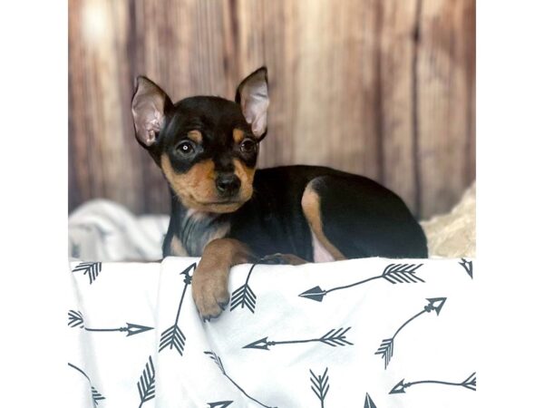 Miniature Pinscher DOG Female Black / Rust 16406 Petland Fairfield, Ohio