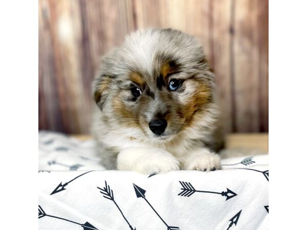 Toy Australian Shepherd-DOG-Male-Blue Merle-16405-Petland Fairfield, Ohio