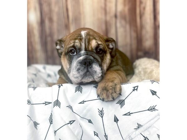 Bulldog-DOG-Female-Red Brindle-16402-Petland Fairfield, Ohio