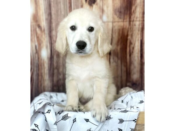 Golden Retriever DOG Female Golden 16400 Petland Fairfield, Ohio