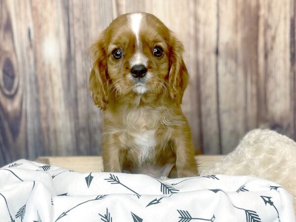 Cavalier King Charles Spaniel DOG Male Ruby 16399 Petland Fairfield, Ohio