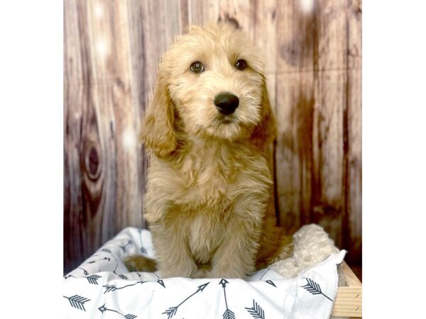 Labradoodle DOG Male Yellow 16398 Petland Fairfield, Ohio