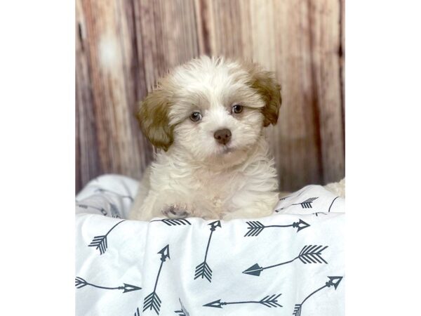 Teddy Bear DOG Male Gold / White 16397 Petland Fairfield, Ohio