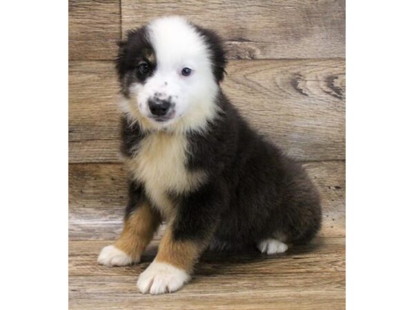 Miniature Australian Shepherd DOG Male Black White / Tan 16430 Petland Fairfield, Ohio