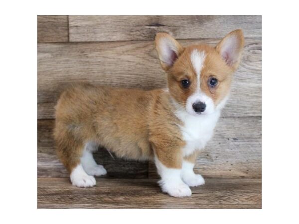 Pembroke Welsh Corgi DOG Male Sable / White 16427 Petland Fairfield, Ohio