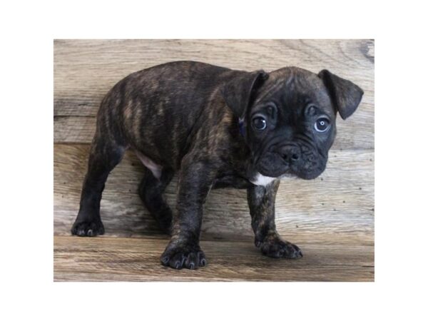 Frenchton-DOG-Male-Brindle-16421-Petland Fairfield, Ohio