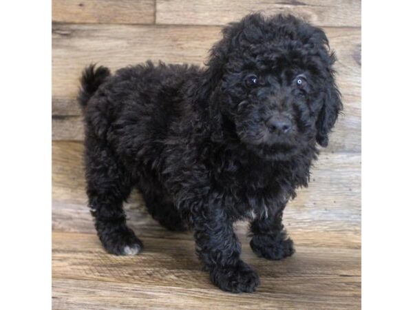 Goldendoodle Mini-DOG-Female-Black-16429-Petland Fairfield, Ohio