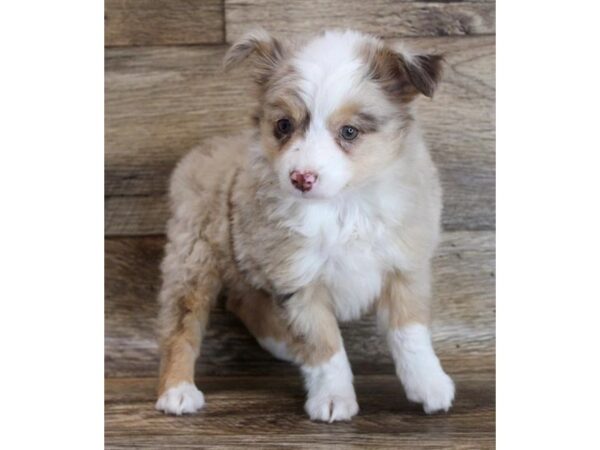 Toy Australian Shepherd-DOG-Female-Red Merle-16424-Petland Fairfield, Ohio