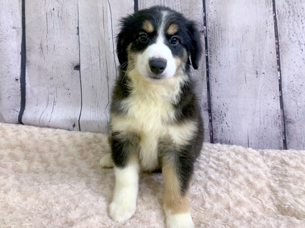 Miniature Australian Shepherd DOG Female Black White / Tan 16451 Petland Fairfield, Ohio