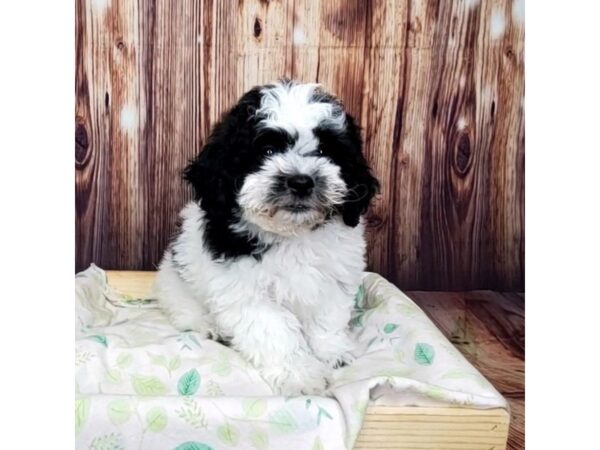 Teddy Bear DOG Male Black and White 16413 Petland Fairfield, Ohio