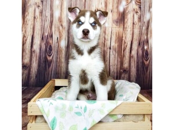 Siberian Husky DOG Male Red and White 16414 Petland Fairfield, Ohio