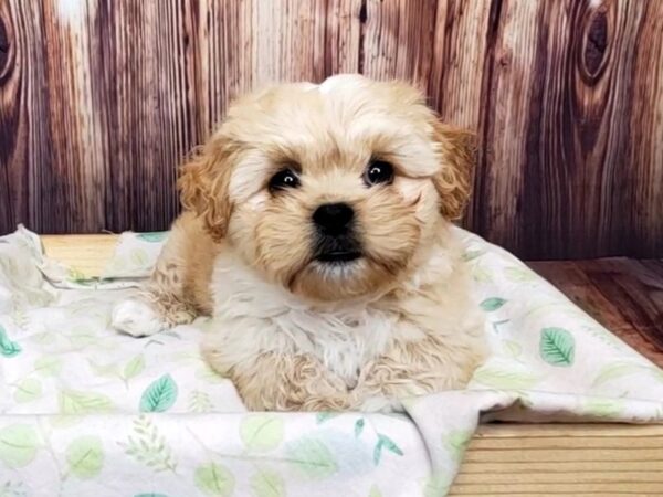 Pekapoo-DOG-Male-CREAM & WHITE-16417-Petland Fairfield, Ohio