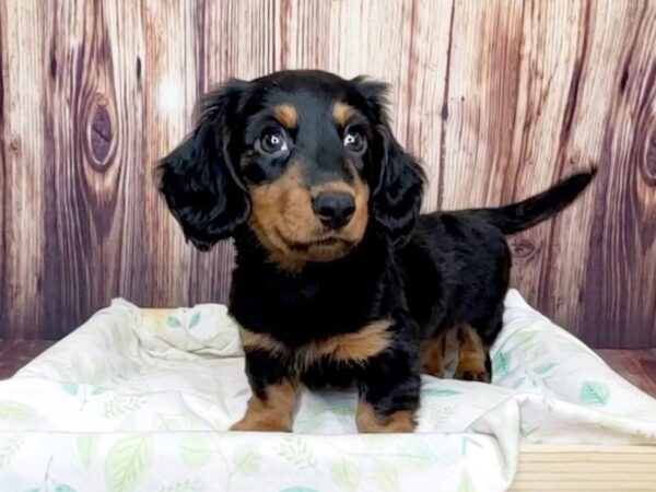 Dachshund DOG Male Black / Tan 16422 Petland Fairfield, Ohio