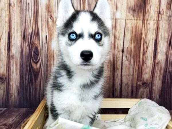 Siberian Husky DOG Male Black / White 16423 Petland Fairfield, Ohio