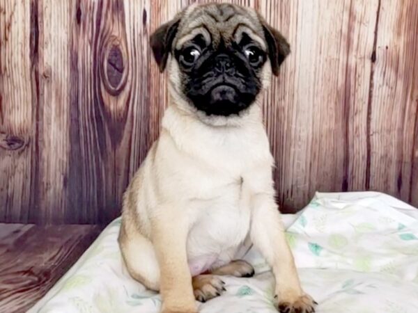 Pug-DOG-Female-Apricot Fawn-16425-Petland Fairfield, Ohio