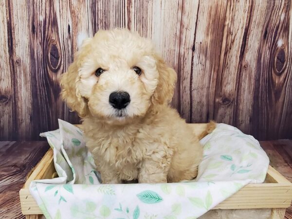 Goldendoodle Mini-DOG-Male-Apricot-16428-Petland Fairfield, Ohio