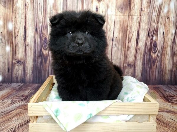 Chow Chow DOG Female Black 16426 Petland Fairfield, Ohio